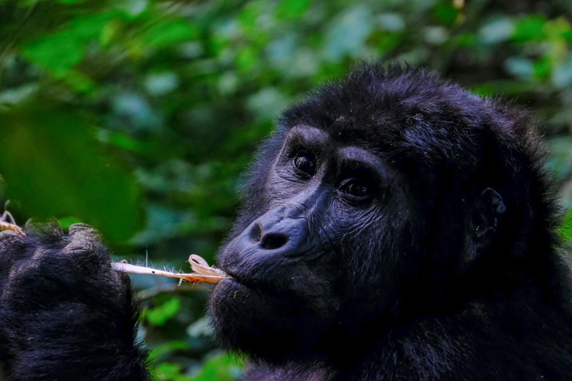 Bwindi Gorilla Trekking